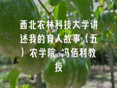 西北农林科技大学讲述我的育人故事（五）农学院 冯佰利教授