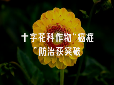 十字花科作物“癌症”防治获突破