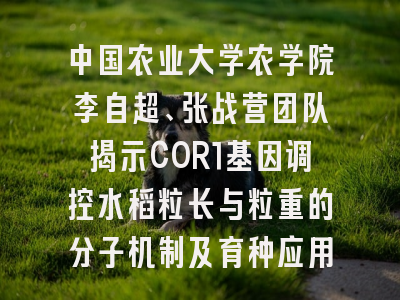 中国农业大学农学院李自超、张战营团队揭示COR1基因调控水稻粒长与粒重的分子机制及育种应用价值