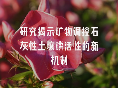 研究揭示矿物调控石灰性土壤磷活性的新机制