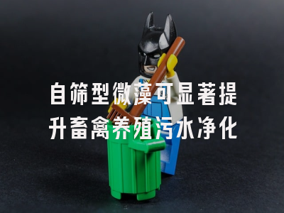 自筛型微藻可显著提升畜禽养殖污水净化