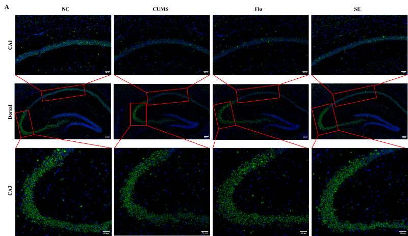 上海交大敬璞教授团队揭示藏红花通过调节神经炎症与神经可塑性改善慢性应激小鼠的抑郁样行为