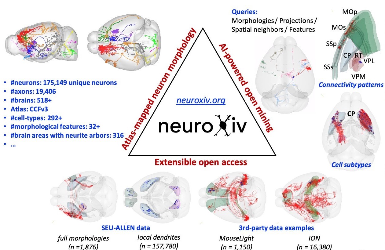 东南大学脑科学与智能技术研究院脑科学大数据库助力全脑神经元连接分型新资源