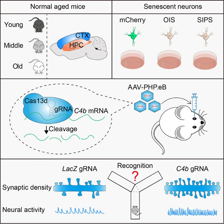电子科技大学医学院科研团队在Molecular Therapy、Molecular Psychiatry和elife发表3篇论文