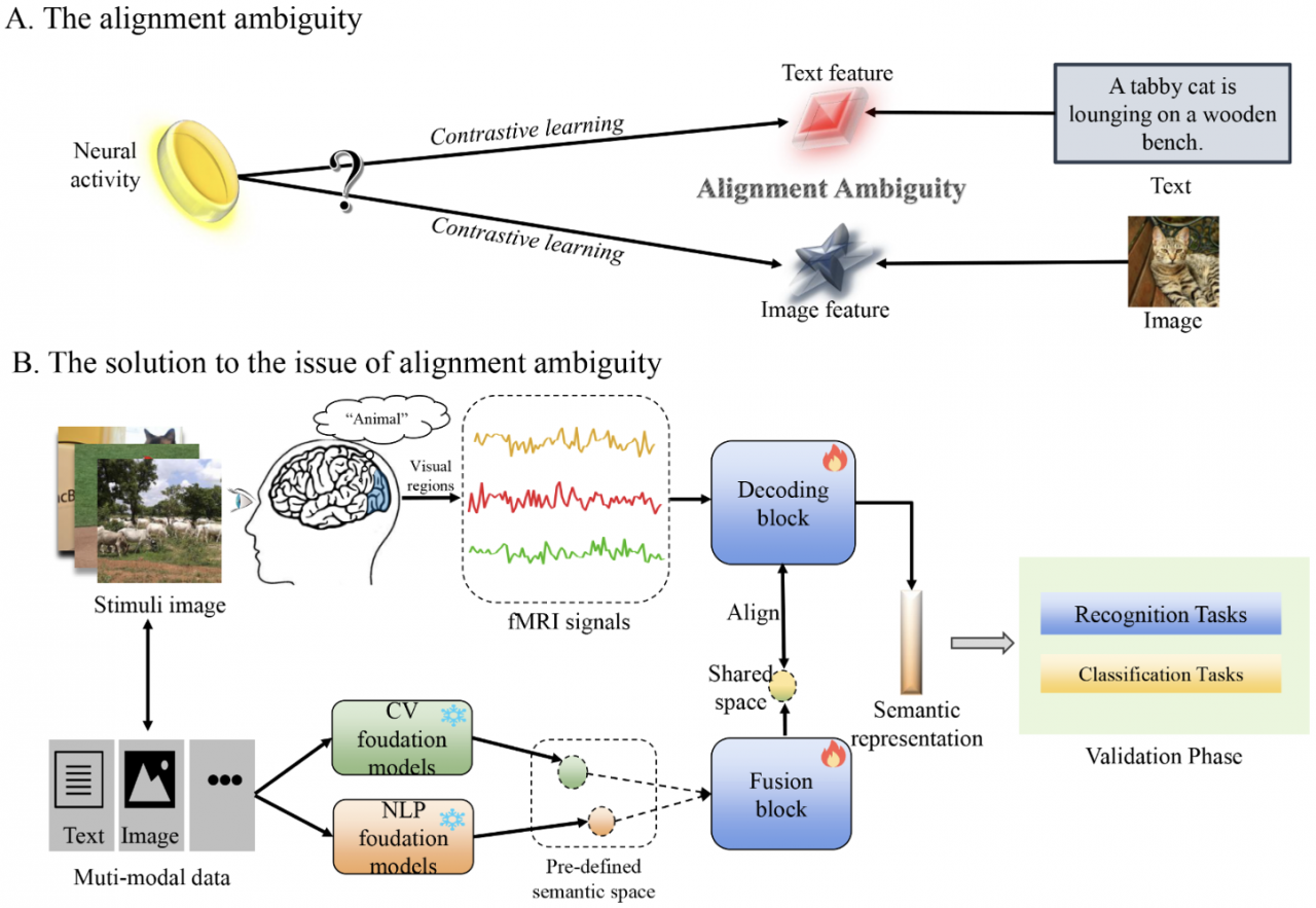 电子科技大学生命学院陈华富团队在Information Fusion期刊发表大脑视觉信息表征研究成果