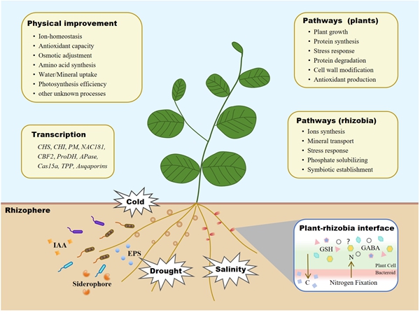 西北农林科技大学(730)草业学院杨培志教授团队综述共生结瘤提高豆科植物抗逆性的研究进展
