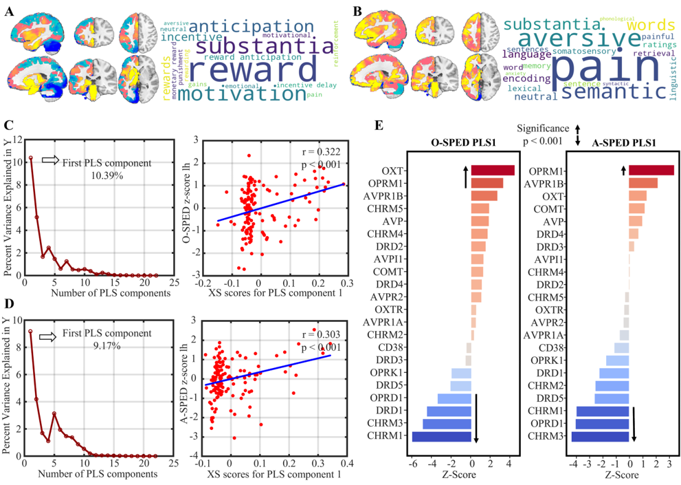 电子科技大学生命学院neuSCAN团队赵伟华副研究员在PNAS发表最新研究成果