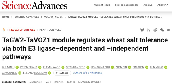 西北农林科技大学（717）康振生院士团队揭示TaGW2-TaVOZ1模块通过泛素依赖及非依赖途径调控小麦耐盐性的分子机制