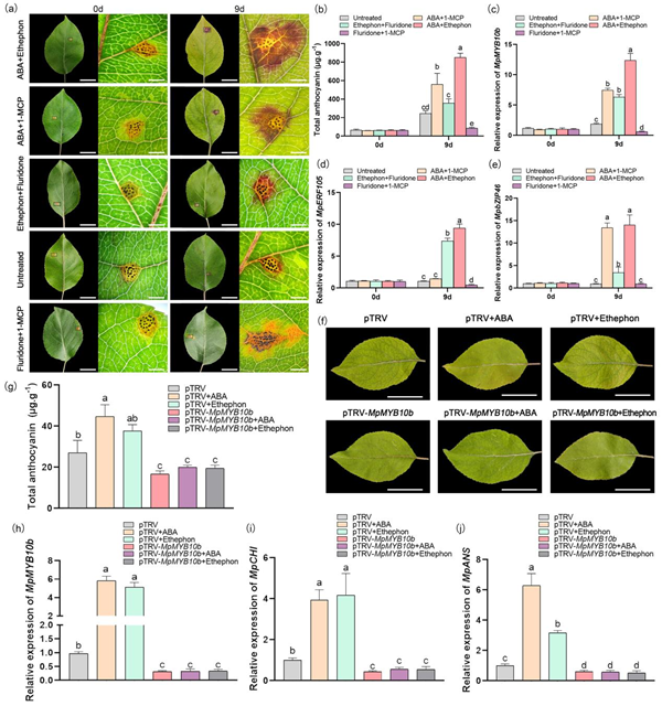 西北农林科技大学(732)园林学院李厚华教授团队在锈病胁迫下花青苷合成机制方面取得新进展
