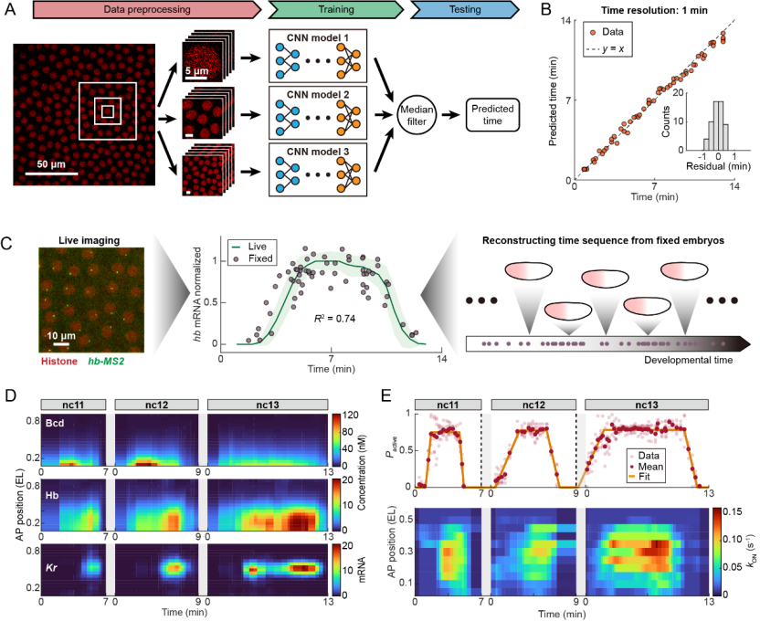 上海交大徐恒课题组开发无需基因修饰的时间推断方法,揭示果蝇胚胎基因的动态调控机制