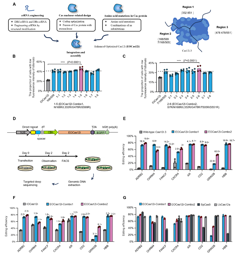 中国农业大学动科学院韩红兵教授团队开发了CRISPR-Cas12i高效多重基因编辑工具