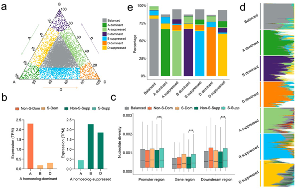 西北农林科技大学(710)农学院许盛宝教授团队揭示小麦同源基因表达偏移的遗传调控机制