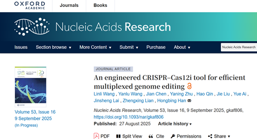 中国农业大学动科学院韩红兵教授团队开发了CRISPR-Cas12i高效多重基因编辑工具