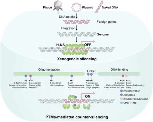 细菌类组蛋白H-NS翻译后修饰研究取得进展