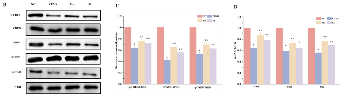 上海交大敬璞教授团队揭示藏红花通过调节神经炎症与神经可塑性改善慢性应激小鼠的抑郁样行为