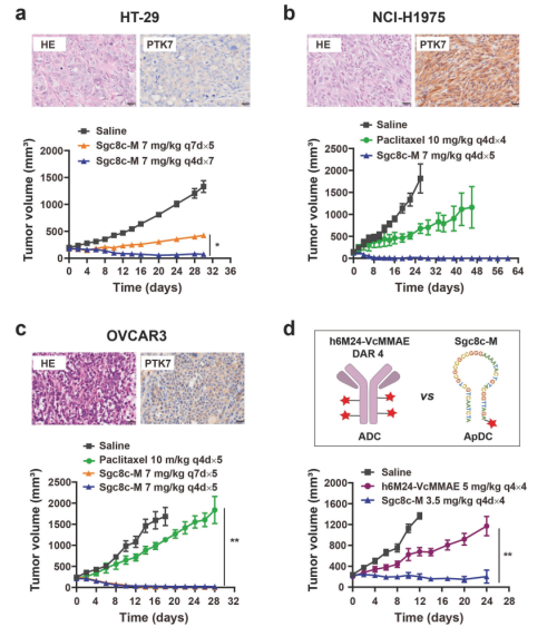 研究发现新型高效抗肿瘤核酸适体药物偶联物