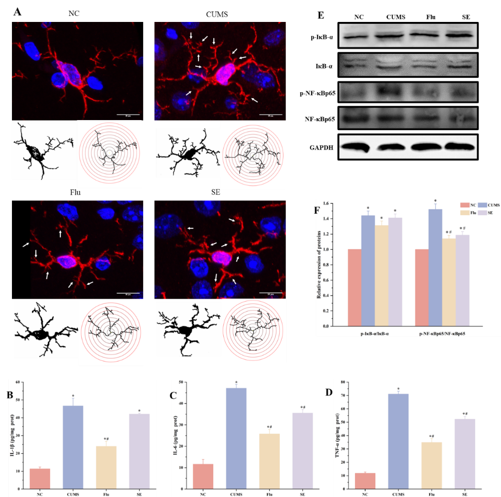 上海交大敬璞教授团队揭示藏红花通过调节神经炎症与神经可塑性改善慢性应激小鼠的抑郁样行为