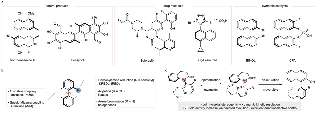 清华大学生物医学交叉研究院刘臻和黄牛团队合作建立轴手性联芳基化合物的高效生物合成平台