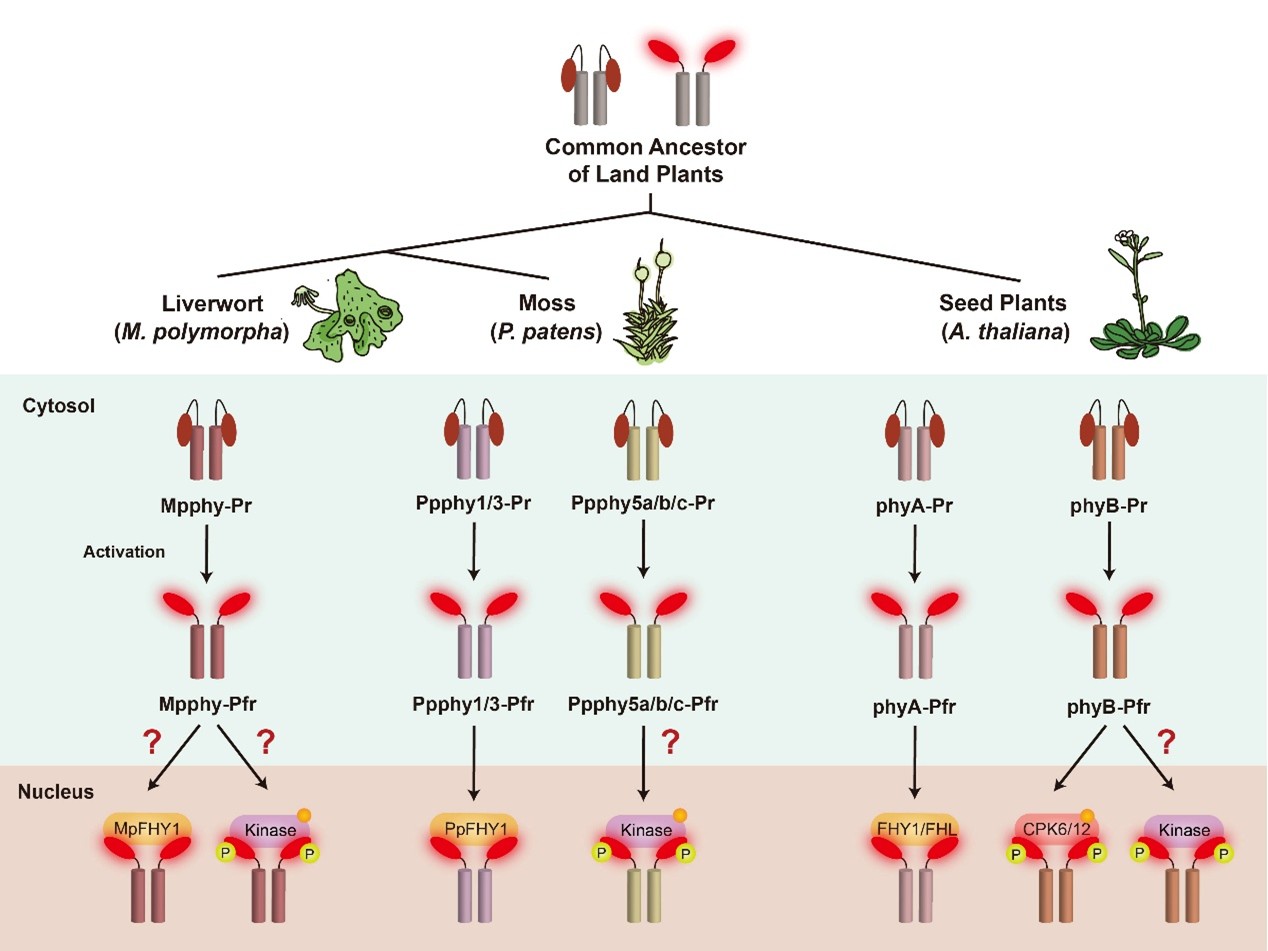 北京大学生命科学学院钟上威课题组在《新植物学家》杂志发表综述，阐释植物光信号传导机制