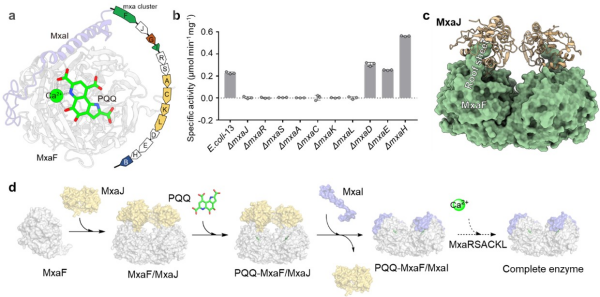研究揭示甲醇脱氢酶生物合成过程及组装机制