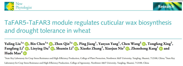 西北农林科技大学(719)康振生院士/毛虎德课题组揭示了TaFAR5-TaFAR3分子模块的自然变异调控小麦叶片蜡质合成及抗旱性的作用机制