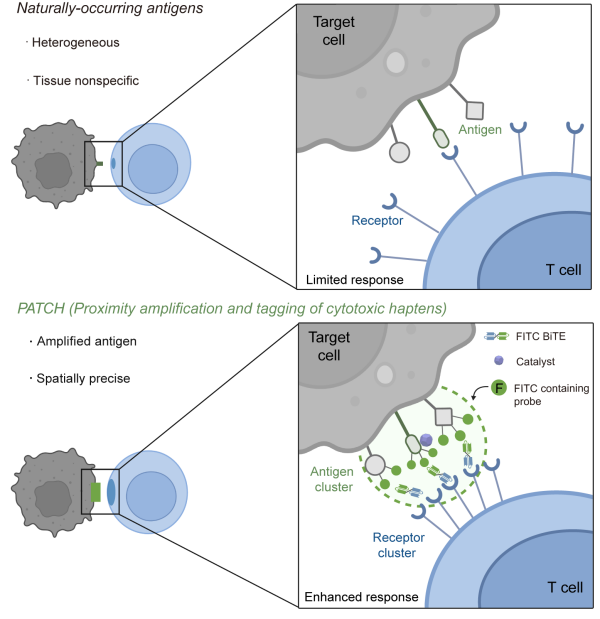 科学家开发新型邻近标记技术精准打击癌细胞
