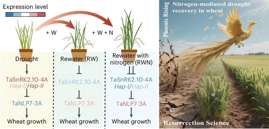 氮肥驱动小麦旱后恢复的分子机制获揭示