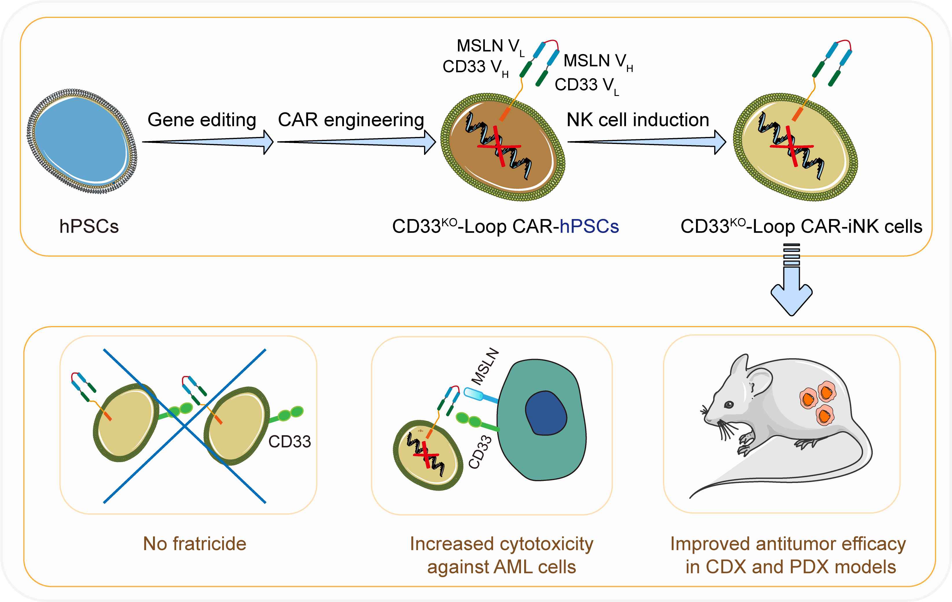 科研人员开发针对急性髓系白血病精准靶向治疗的新型Loop CAR-NK细胞