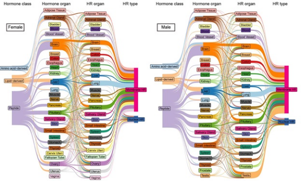 研究解析人类激素受体的表达特征与疾病关联