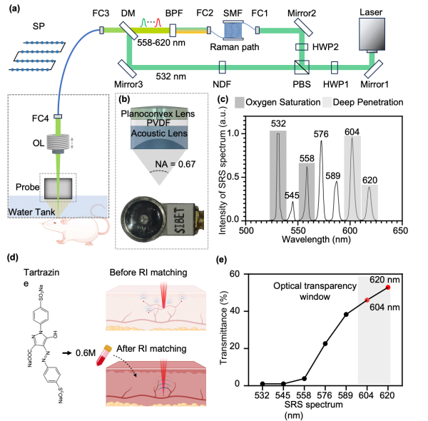 高灵敏度多光谱功能光声显微镜研制获进展