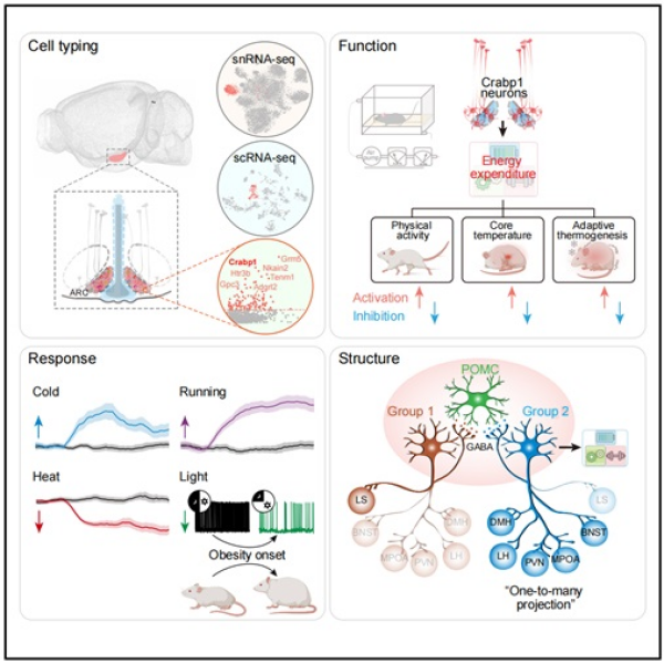 科学家发现能量消耗调控的新型关键神经元机制