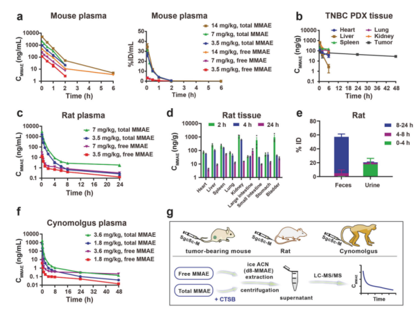 研究发现新型高效抗肿瘤核酸适体药物偶联物