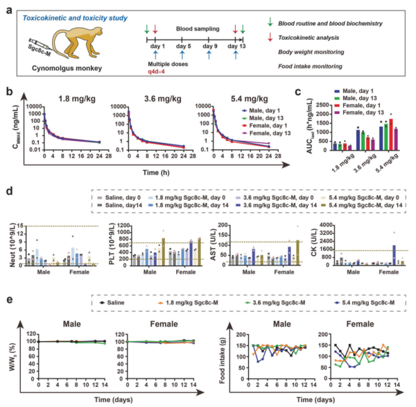 研究发现新型高效抗肿瘤核酸适体药物偶联物