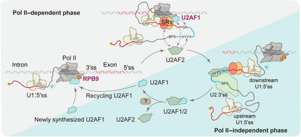 研究揭示RNA聚合酶II精准解码“剪接密码”