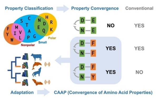 研究提出氨基酸理化性质趋同新方法