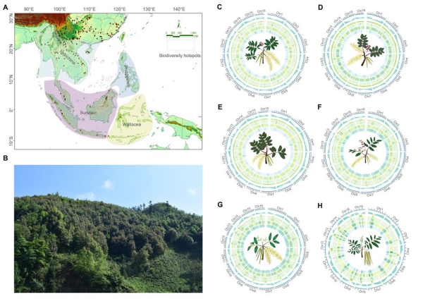 研究揭示东亚夏季风驱动亚热带常绿阔叶林植物的基因组适应机制