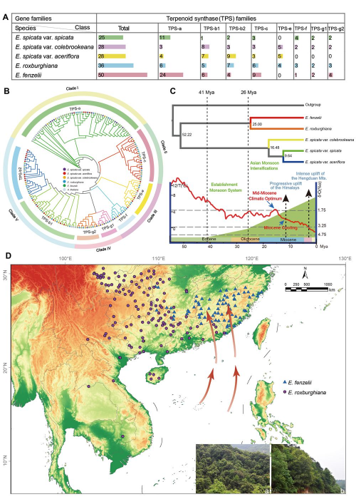 研究揭示东亚夏季风驱动亚热带常绿阔叶林植物的基因组适应机制