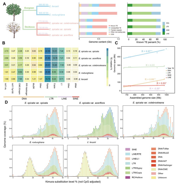 研究揭示东亚夏季风驱动亚热带常绿阔叶林植物的基因组适应机制