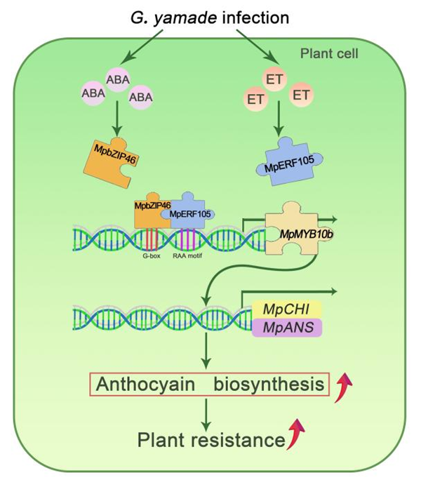 西北农林科技大学(732)园林学院李厚华教授团队在锈病胁迫下花青苷合成机制方面取得新进展