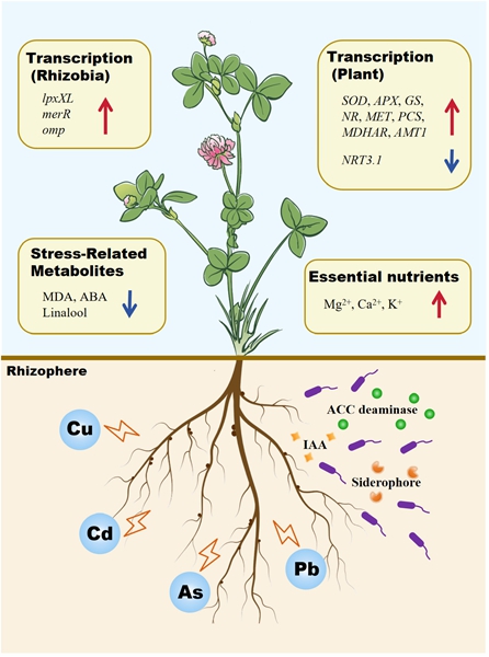 西北农林科技大学(730)草业学院杨培志教授团队综述共生结瘤提高豆科植物抗逆性的研究进展