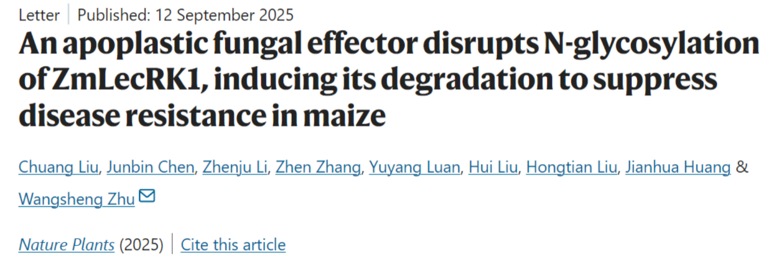 中国农业大学|植保学院朱旺升教授课题组揭示粮食作物重要真菌病原禾谷镰孢致病新机制
