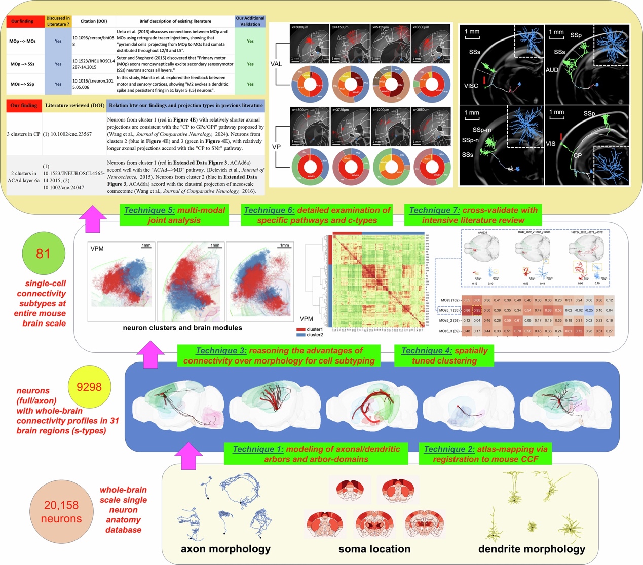 东南大学脑科学与智能技术研究院脑科学大数据库助力全脑神经元连接分型新资源