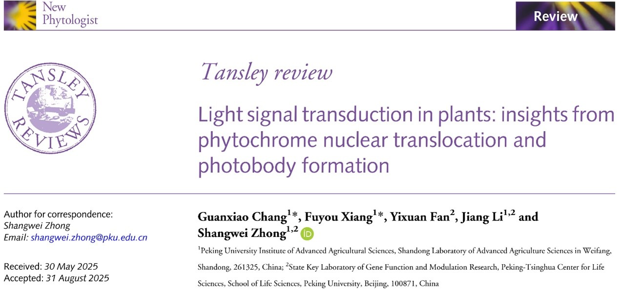 北京大学生命科学学院钟上威课题组在《新植物学家》杂志发表综述，阐释植物光信号传导机制