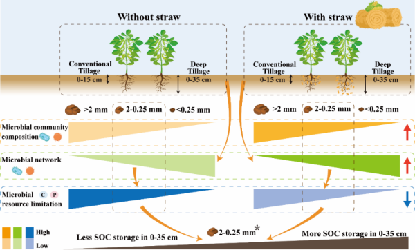 研究揭示秸秆还田影响土壤有机碳储存机制