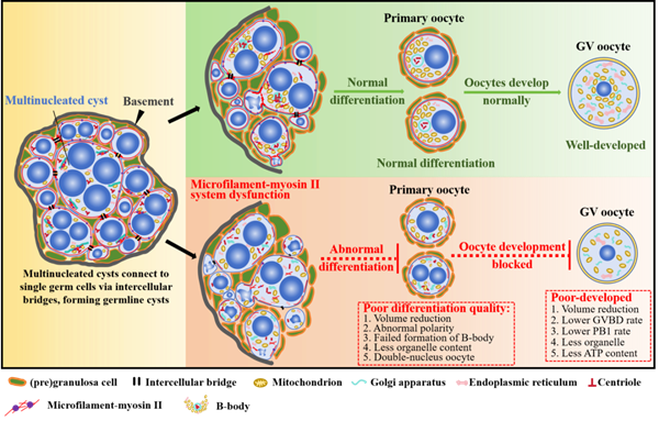 西北农林科技大学(728)动物医学院羊胚胎工程团队在初级卵母细胞分化机制方面取得新进展