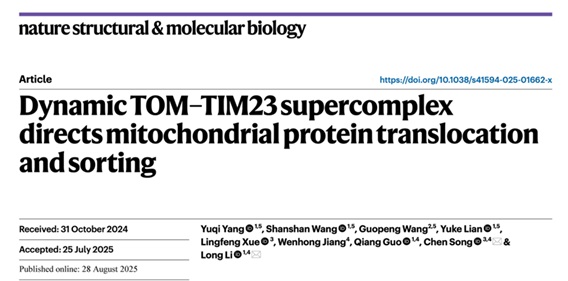 北京大学李龙和宋晨课题组合作揭示线粒体TOM-TIM23超级复合物动态调控蛋白质进入线粒体的转位分选过程