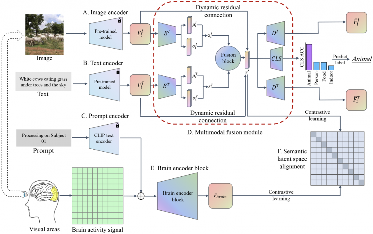 电子科技大学生命学院陈华富团队在Information Fusion期刊发表大脑视觉信息表征研究成果
