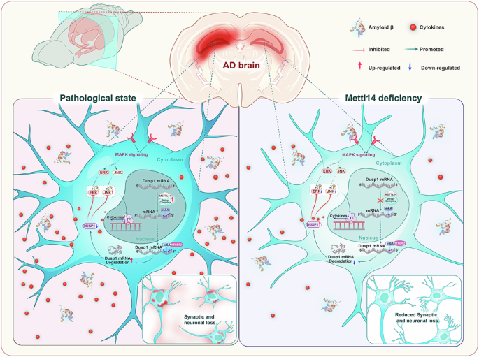 电子科技大学医学院科研团队在Molecular Therapy、Molecular Psychiatry和elife发表3篇论文