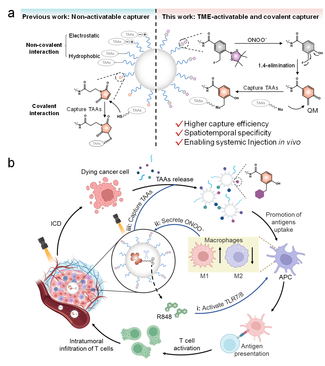 南开科研团队开发肿瘤微环境激活型共价抗原捕获纳米平台