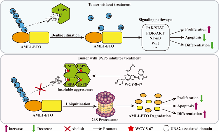 南开团队在白血病药物治疗临床转化领域取得新进展